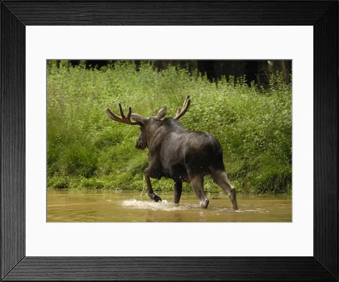 Framed Print : Elch. SM-2082. European Moose - bull wading in water Framed Print : Elch. SM-2082. European Moose - bull wading in water