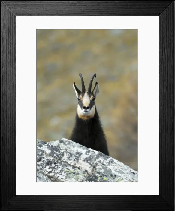 Framed Print : Gamse Gmse Framed Print : Gamse Gmse