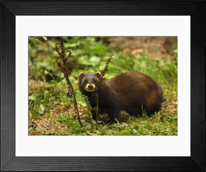 Framed Print : Iltis. SM-2097. Polecat. Germany. Mustela putorius Framed Print : Iltis. SM-2097. Polecat. Germany. Mustela putorius
