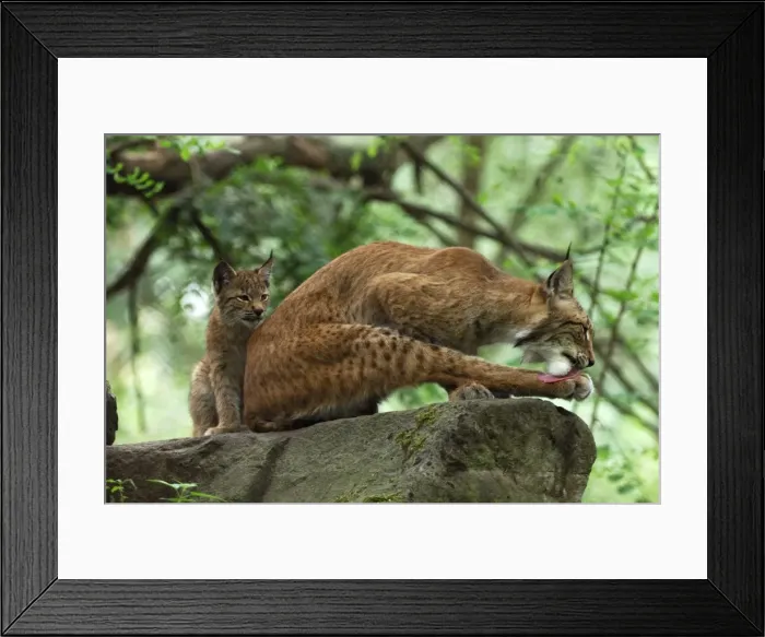 Framed Print : Luchs. SM-2117. European Lynx - mother with kitten Framed Print : Luchs. SM-2117. European Lynx - mother with kitten