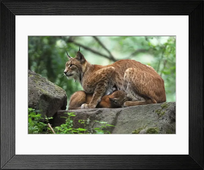 Framed Print : Luchs. SM-2119. European Lynx - mother nursing kitten Framed Print : Luchs. SM-2119. European Lynx - mother nursing kitten