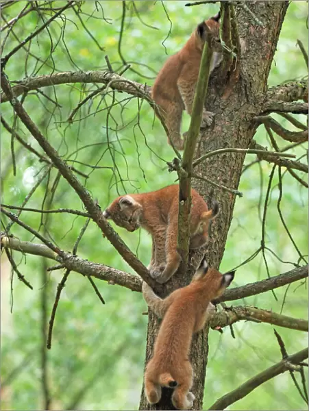 European Lynx - cubs climbing in a tree, Germany