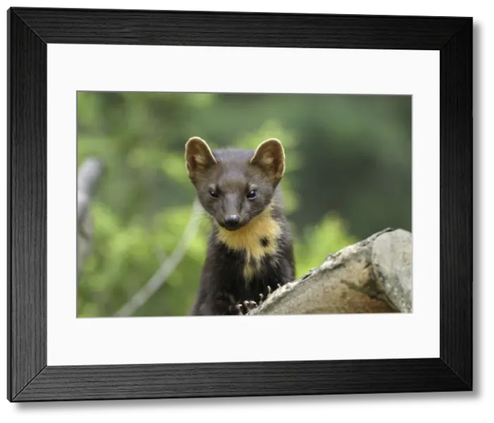 Framed Print : Baummarder