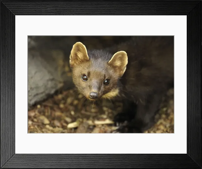 Framed Print : Baummarder Framed Print : Baummarder
