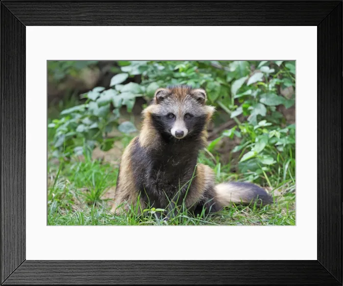 Framed Print : Marderhund Framed Print : Marderhund