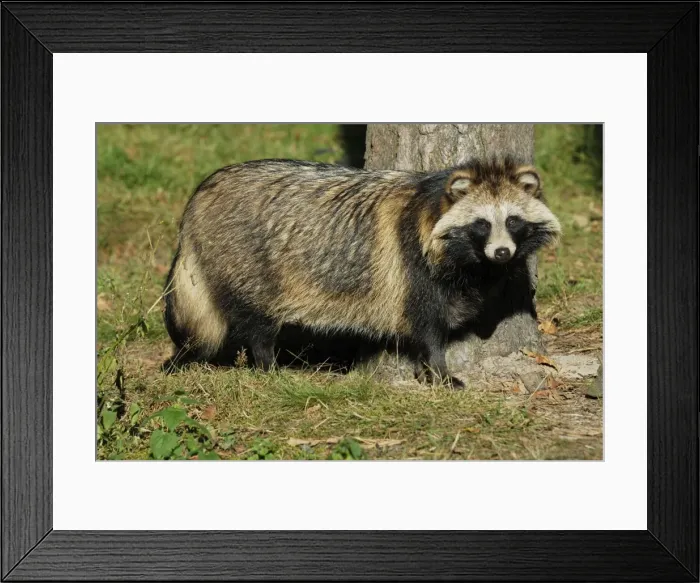 Framed Print : Marderhund Framed Print : Marderhund