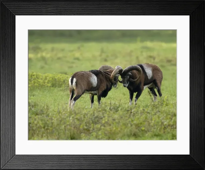 Framed Print : Mufflon. SM-2127. European Mouflon - rams fighting Framed Print : Mufflon. SM-2127. European Mouflon - rams fighting