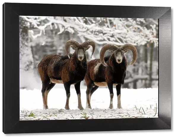 European Mouflon - rams in snow, Germany