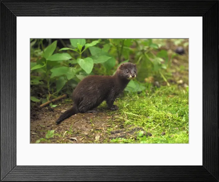Framed Print : Nerz. SM-2130. Mink. Germany. Mustela lutreola Framed Print : Nerz. SM-2130. Mink. Germany. Mustela lutreola
