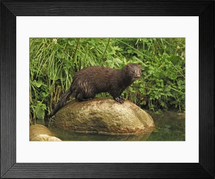 Framed Print : Nerz. SM-2131. American Mink,. Germany. Mustela vision Framed Print : Nerz. SM-2131. American Mink,. Germany. Mustela vision