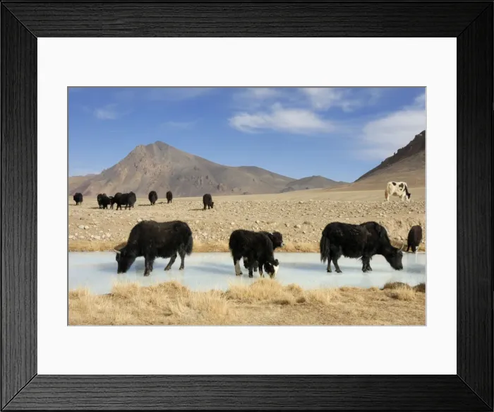 Framed Print : Tajikistan - Herd of Yak in Pamir mountain drinking at frozen pond - Murgab Framed Print : Tajikistan - Herd of Yak in Pamir mountain drinking at frozen pond - Murgab