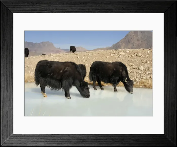Framed Print : Tajikistan - Herd of Yak in Pamir mountain drinking at frozen pond - Murgab Framed Print : Tajikistan - Herd of Yak in Pamir mountain drinking at frozen pond - Murgab