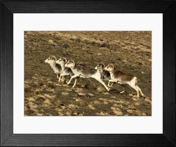 Framed Print : Argali. SM-2159. Marco Polo Sheep  /  Mouflon