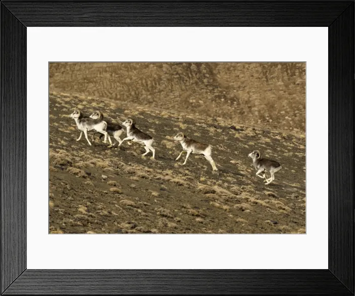 Framed Print : Argali. SM-2160. Marco Polo Sheep  /  Mouflon