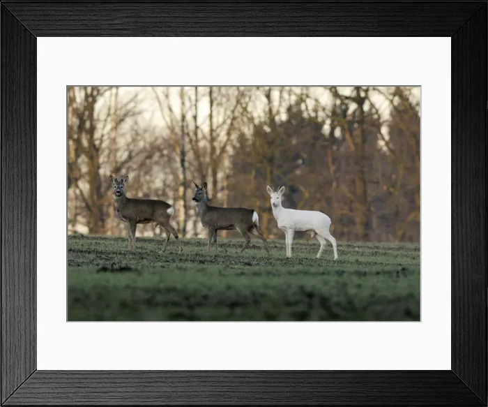 Framed Print : Roe Deer - herd with abino buck, Germany Framed Print : Roe Deer - herd with abino buck, Germany