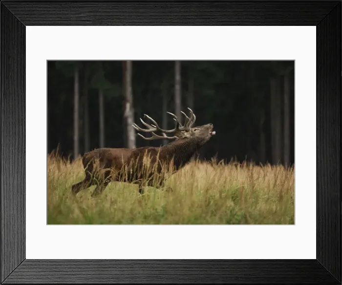 Framed Print : Rothirsch. SM-2164. Red Deer - buck belling in mating season Framed Print : Rothirsch. SM-2164. Red Deer - buck belling in mating season