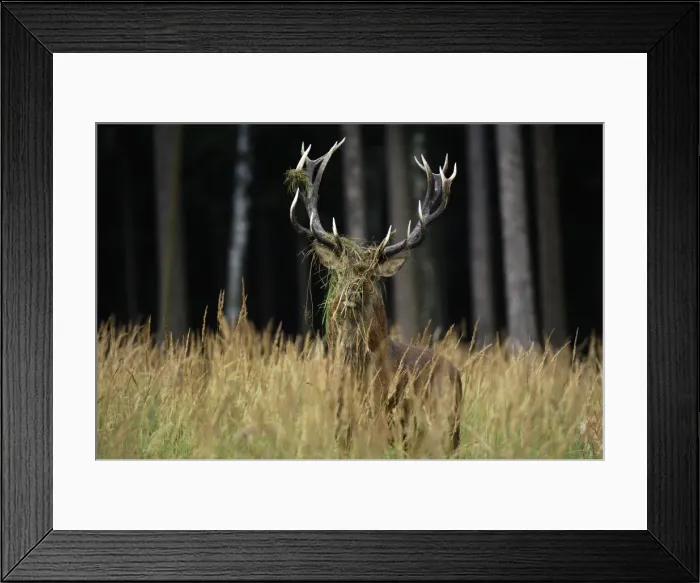 Framed Print : Rothirsch. SM-2165. Red Deer - buck in mating season Framed Print : Rothirsch. SM-2165. Red Deer - buck in mating season