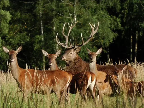 Red Deer - herd with buck and hinds, Germany