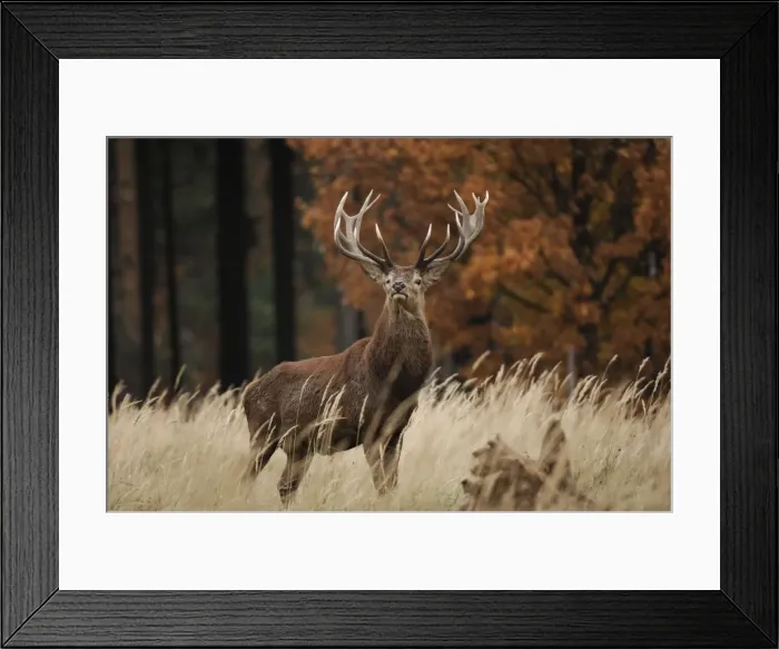 Framed Print : Rothirsch. SM-2168. Red Deer - buck at autumn Framed Print : Rothirsch. SM-2168. Red Deer - buck at autumn