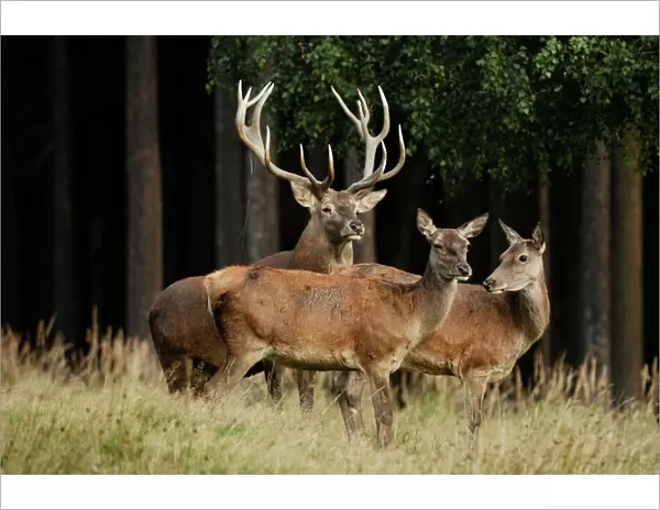 Red Deer - buck and hinds, Germany