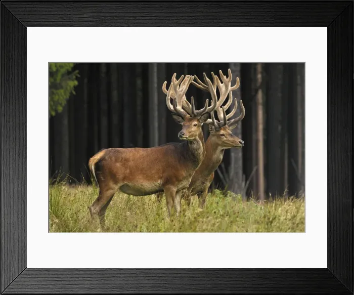 Framed Print : Rothirsch. SM-2172. Red Deer - bucks in summer with velvet racks Framed Print : Rothirsch. SM-2172. Red Deer - bucks in summer with velvet racks
