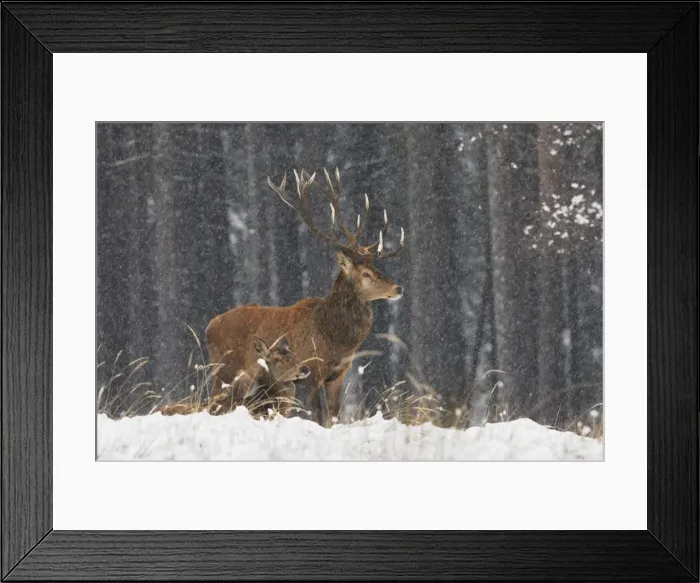 Framed Print : Rothirsch. SM-2177. Red Deer - bucks in blizzard Framed Print : Rothirsch. SM-2177. Red Deer - bucks in blizzard