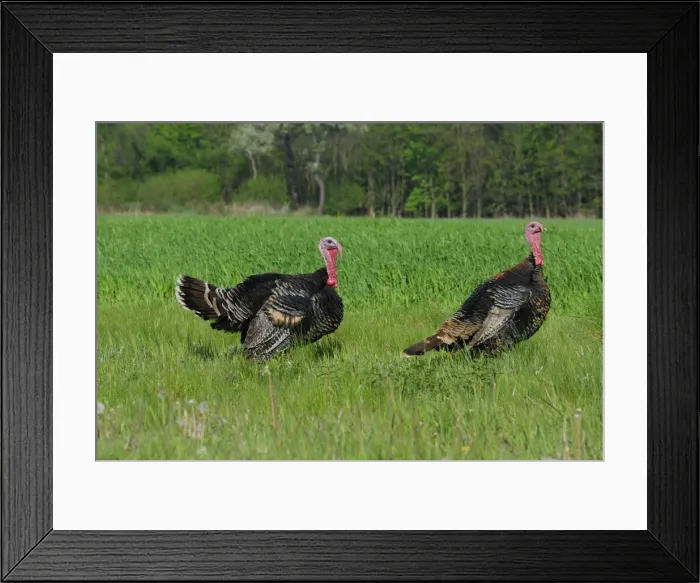 Framed Print : Wild Turkey, Austria Framed Print : Wild Turkey, Austria