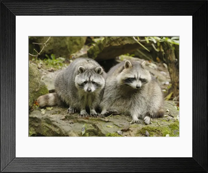 Framed Print : Waschbar Waschbr Framed Print : Waschbar Waschbr