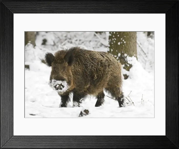 Framed Print : Wildschwein Framed Print : Wildschwein