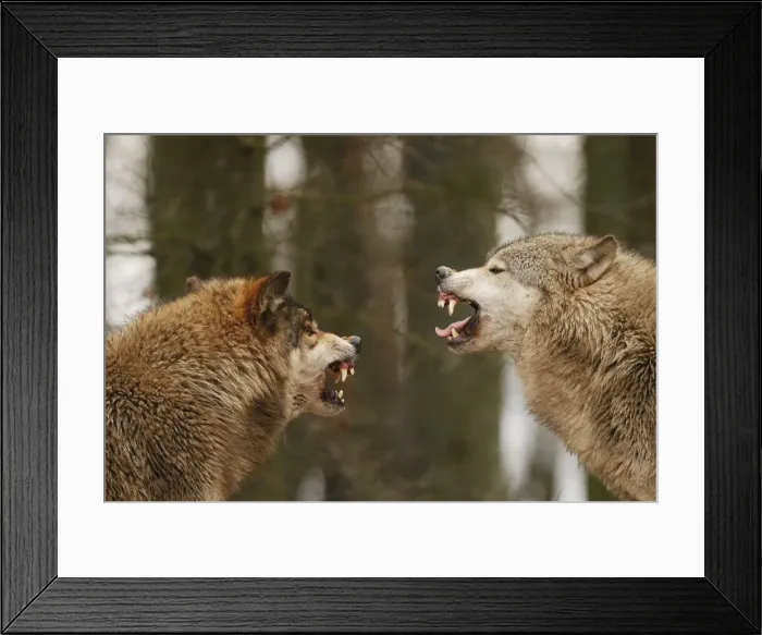 Framed Print : Wolf. SM-2188. Wolf - intimidation (priority behaviour) Framed Print : Wolf. SM-2188. Wolf - intimidation (priority behaviour)