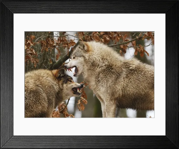 Framed Print : Wolf. SM-2189. Timber Wolf - intimidation (priority behaviour), Framed Print : Wolf. SM-2189. Timber Wolf - intimidation (priority behaviour),