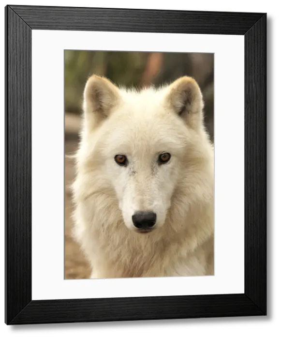 Framed Print : Wolf. SM-2190. Arctic / Tundra Wolf - portrait Framed Print : Wolf. SM-2190. Arctic / Tundra Wolf - portrait