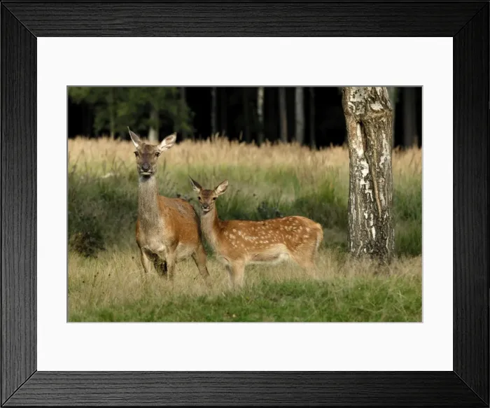 Framed Print : Rothirsch. SM-2196. Red Deer - Hind and calf Framed Print : Rothirsch. SM-2196. Red Deer - Hind and calf