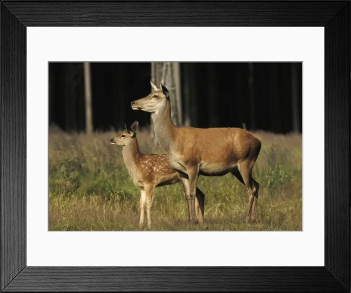 Framed Print : Rothirsch. SM-2199. Red Deer - Adult with young Framed Print : Rothirsch. SM-2199. Red Deer - Adult with young