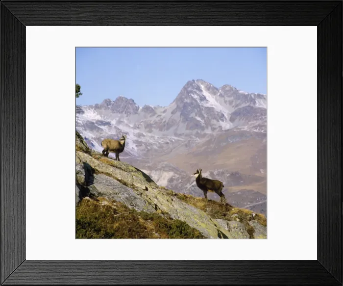 Framed Print : Chamois. SM-22. CHAMOIS - pair on Mountains Framed Print : Chamois. SM-22. CHAMOIS - pair on Mountains