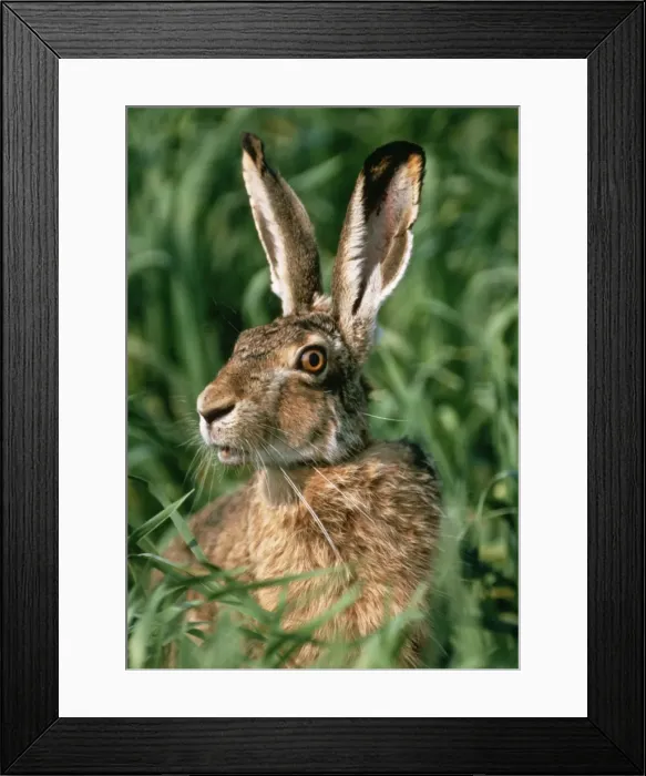 Framed Print : European Hare Framed Print : European Hare