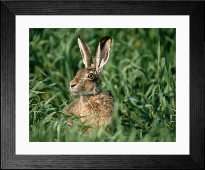 Framed Print : European Hare Framed Print : European Hare