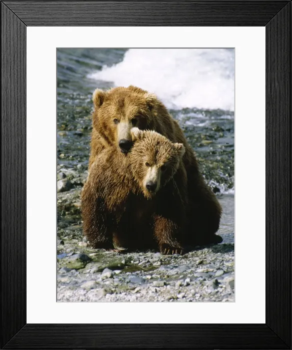 Framed Print : North American Brown Bear Framed Print : North American Brown Bear