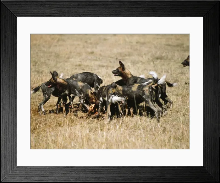 Framed Print : African Hunting Dogs Framed Print : African Hunting Dogs