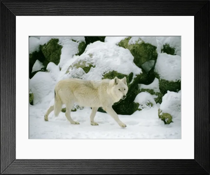 Framed Print : Timberwolf Grey wolf sub speccies Framed Print : Timberwolf Grey wolf sub speccies