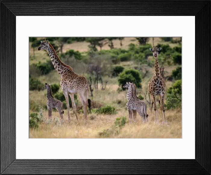 Framed Print : Giraffe Family Framed Print : Giraffe Family
