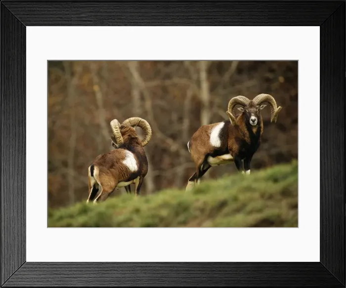 Framed Print : Mouflon. SM-598. MOUFLON - pair. Stefan Meyers Framed Print : Mouflon. SM-598. MOUFLON - pair. Stefan Meyers