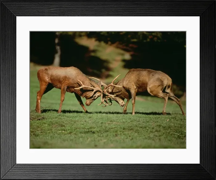 Framed Print : Red Deer - fighting Framed Print : Red Deer - fighting