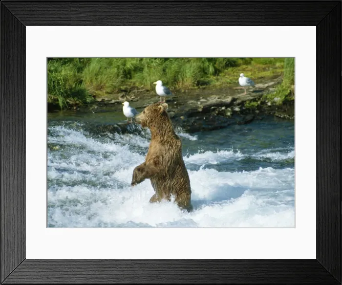 Framed Print : Brown Bear Fishing in McNeil River, Alaska, USA Framed Print : Brown Bear Fishing in McNeil River, Alaska, USA
