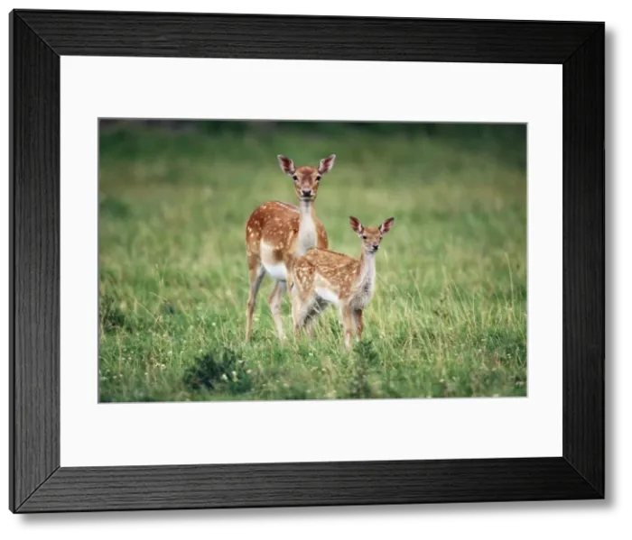 Framed Print : Fallow Deer - with fawn Framed Print : Fallow Deer - with fawn