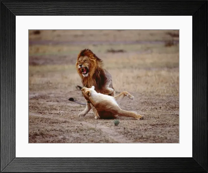Framed Print : Lions - mating Framed Print : Lions - mating