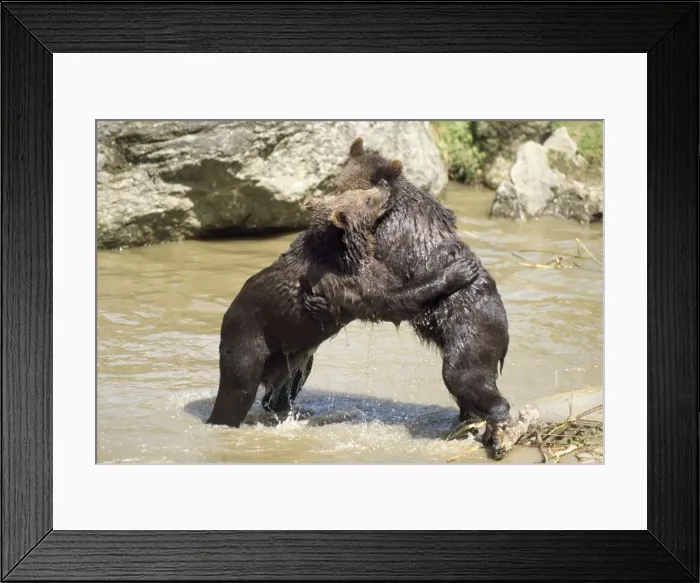 Framed Print : European Brown Bear - young play fighting Framed Print : European Brown Bear - young play fighting