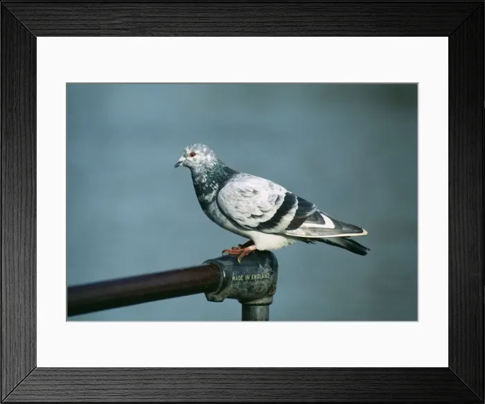 Framed Print : Urban Pigeon Feral. Made in England Framed Print : Urban Pigeon Feral. Made in England