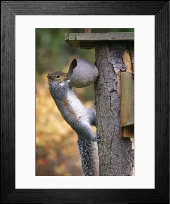 Framed Print : Grey Squirrel On coconut, UK Framed Print : Grey Squirrel On coconut, UK