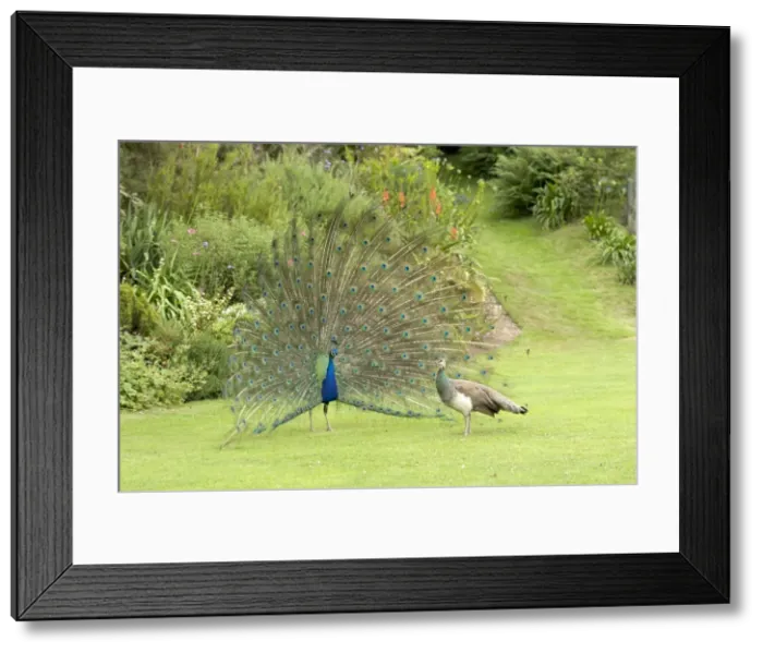 Framed Print : Peacock / Peafowl - Male displaying to female / Peahen Location: Ornamental garden, UK Framed Print : Peacock / Peafowl - Male displaying to female / Peahen Location: Ornamental garden, UK
